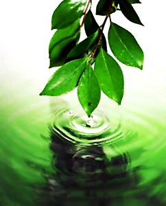 Neem Concentrate Health Benefits